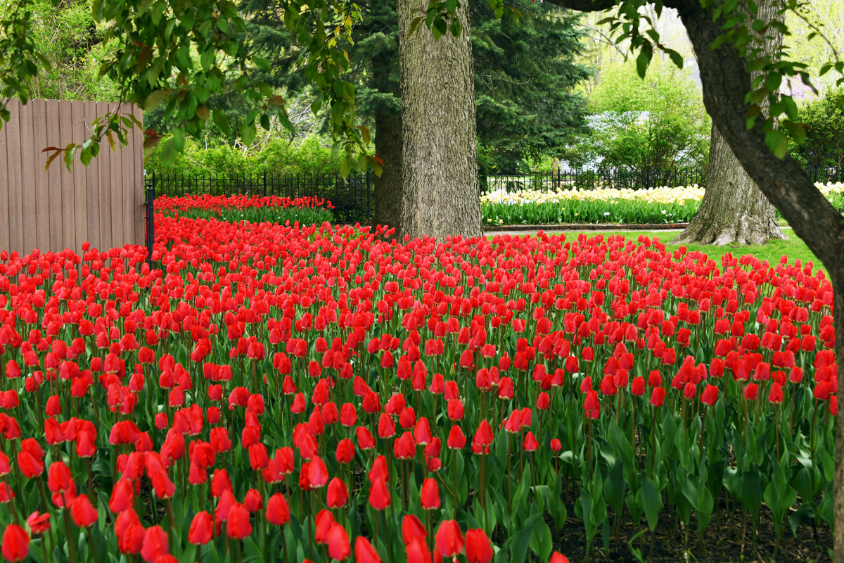 210 Gorgeous tulip beds in Scholte Garden in Pella, Iowa.JPG